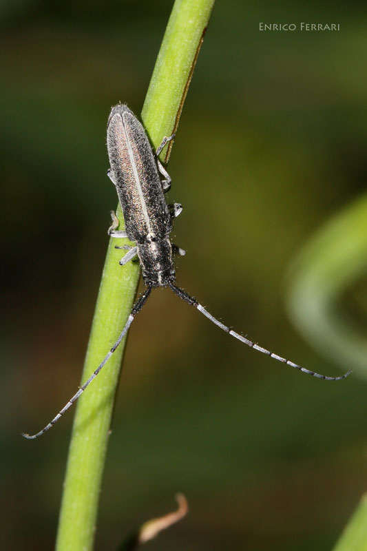Agapanthia suturalis o Agapanthia cardui